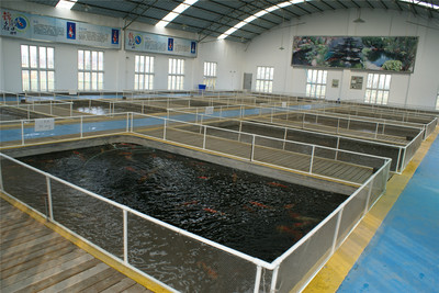 基地展示-产品展示-杭州海皇星锦鲤养殖场