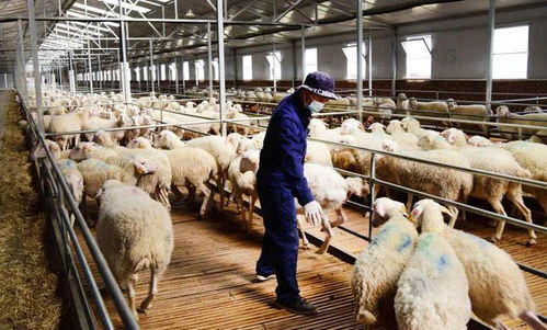 陕西第一 榆林羊饲养量达929.19万只