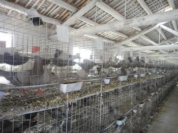 sfgdhg“威海肉鸽养殖厂,低价处理一批肉鸽”_建筑材料栏目