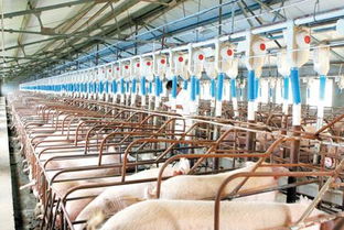 养殖设备厂家应做好规模化养猪带来的市场冲击