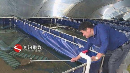 江苏省宿迁市泗阳县 淡水澳龙养殖让水产养殖提档升级